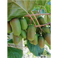 软枣 