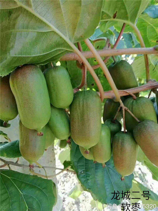 软枣 