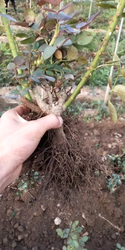 云南食用玫瑰小苗批发