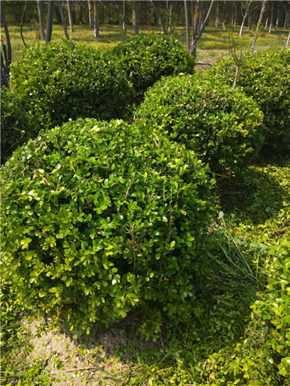 苏州瓜子黄杨球种植基地