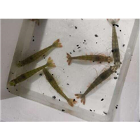 成都种虾供应