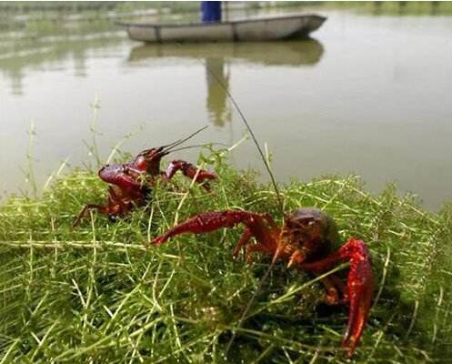 成都种虾养殖