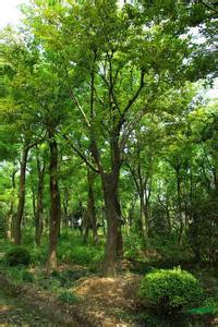 四川朴树基地