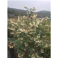 四川蓝莓多少钱 