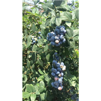 湖北蓝莓价格
