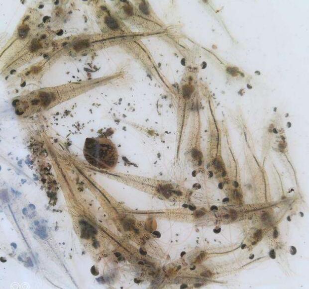 湖北南美白对虾苗_湖北基围虾苗哪里有得卖 
