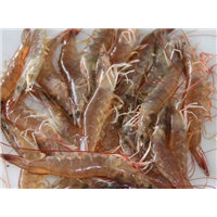 湖北南美白对虾苗_基围虾苗 