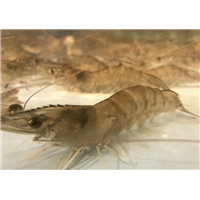 湖北基围虾苗多少钱一斤_湖北基围虾苗多少钱一斤 