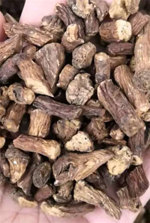 精品蒲公英根中药材 