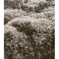 特级金银花 