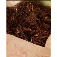 优质柴胡中药材
