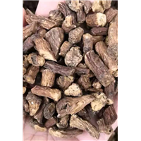 精品蒲公英根中药材 