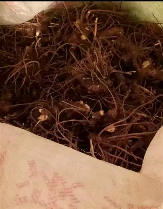 优质柴胡中药材 