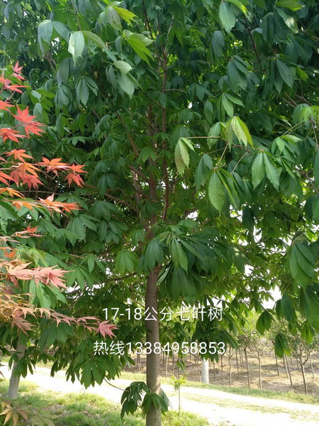 陕西苗木基地