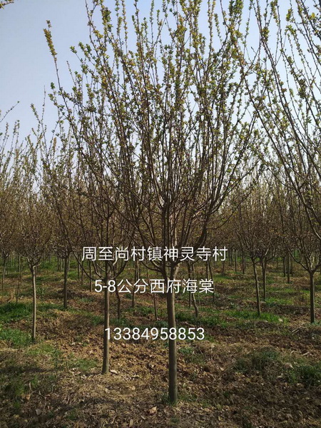 陕西苗木基地