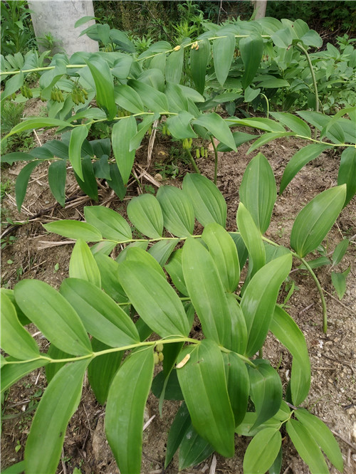 黄精多少钱一斤