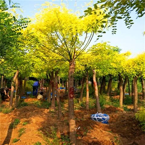 郓城绿化工程施工哪个公司口碑好 