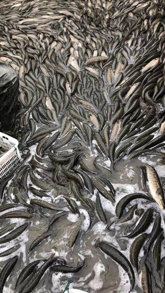 浙江黑鱼苗供应商