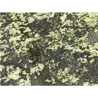 浙江黑鱼苗