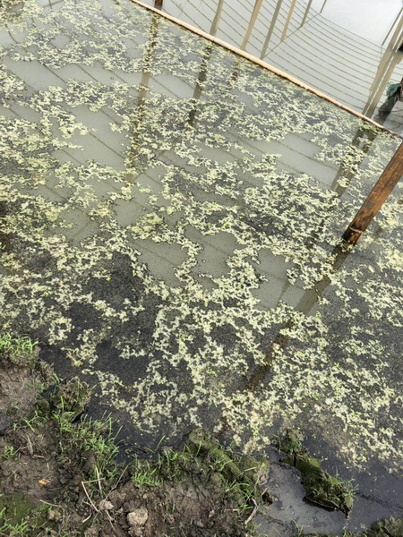 黑鱼苗批发