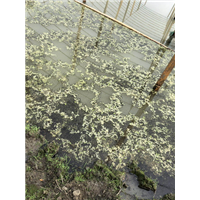 黑鱼苗批发
