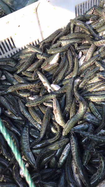 浙江黑鱼苗
