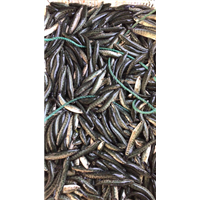 浙江黑鱼苗