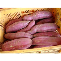 甘薯