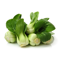油菜 