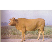 肉牛养殖出售