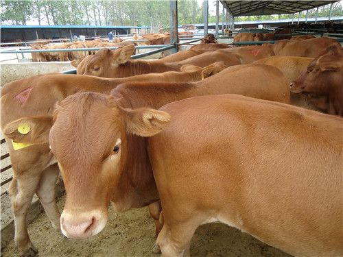 蒙大肉牛 