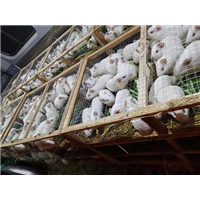福建科研实验豚鼠