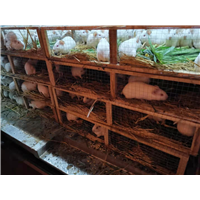福建科研实验豚鼠
