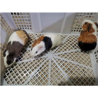 福建实验豚鼠