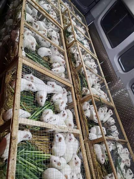 福建科研实验豚鼠