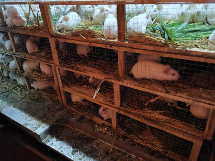 福建科研实验豚鼠