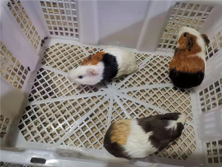 福建实验豚鼠