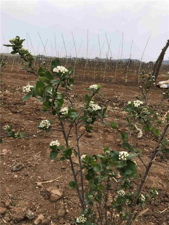 黑果花揪 