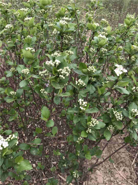 黑果花揪 