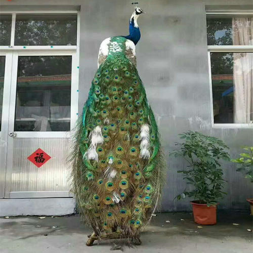 孔雀标本