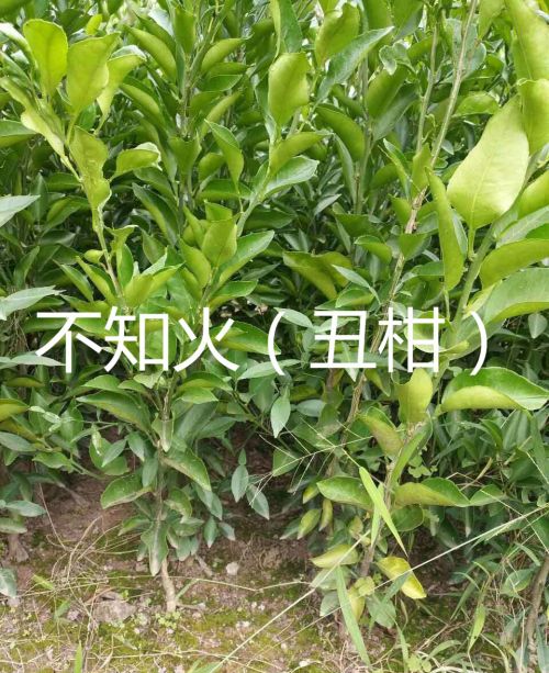 不知火丑柑苗 