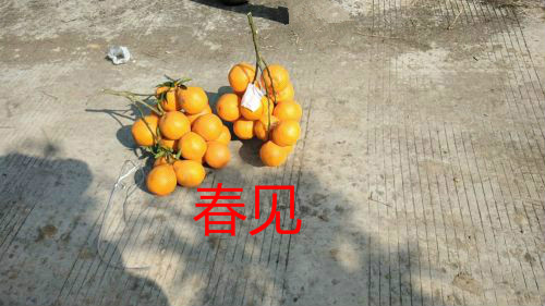 春见粑粑柑 