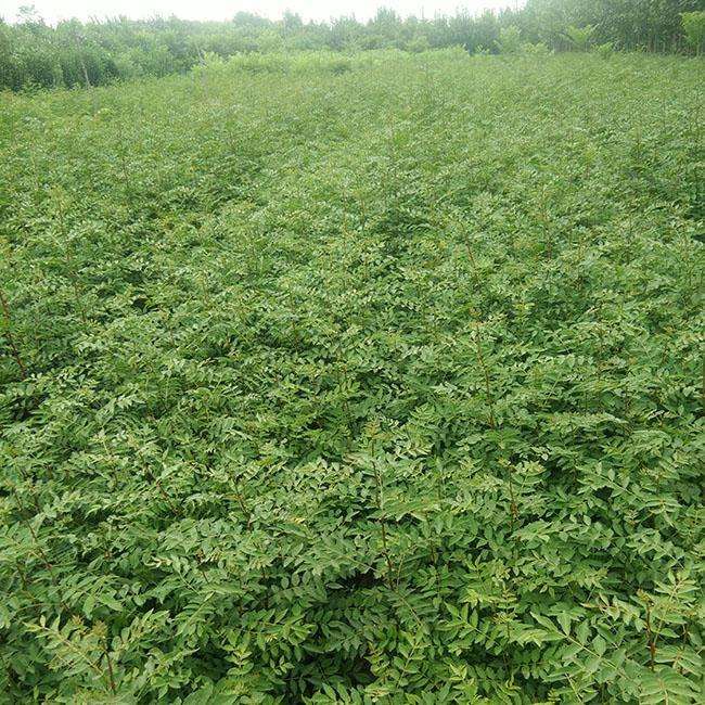 达州花椒苗 达州九叶青花椒苗 