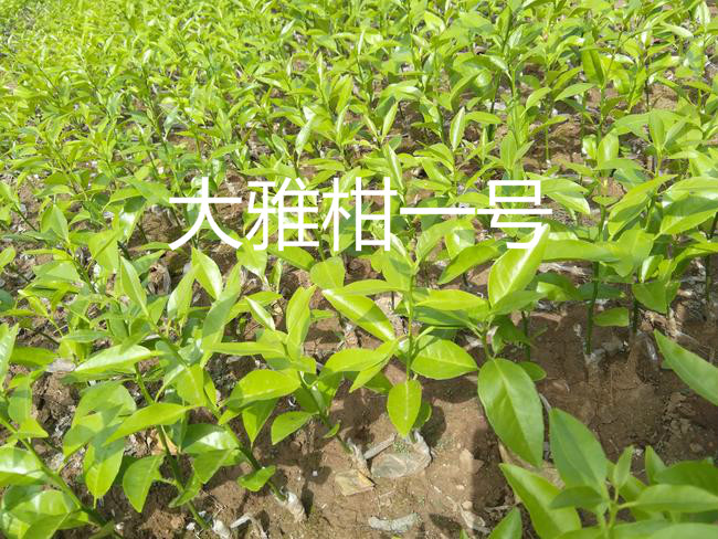 大雅柑一号苗 