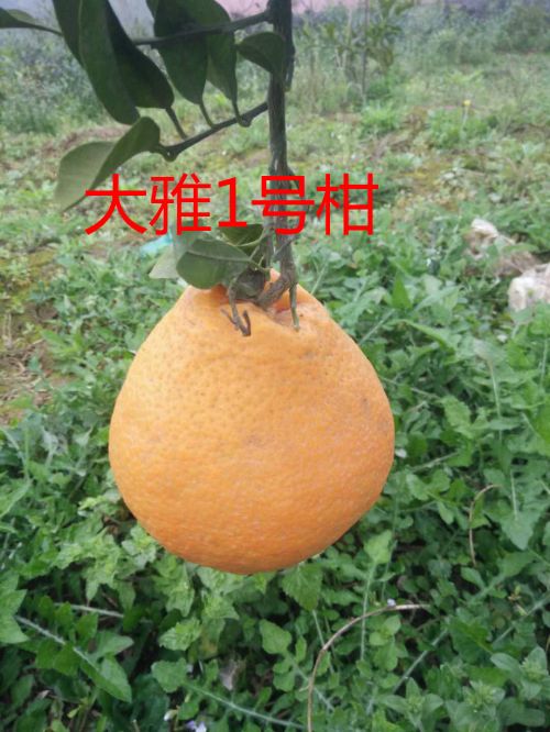 大雅1号柑橘苗 