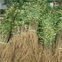 达州花椒苗 达州九叶青花椒苗 