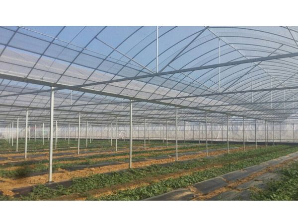 双拱双膜温室大棚 蔬菜大棚 连栋大棚定制镀锌温室连栋大棚 