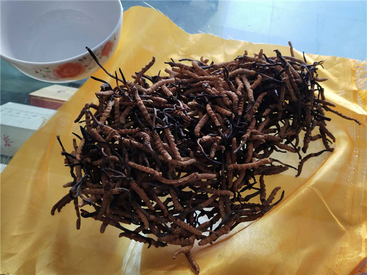 咸阳冬虫夏草回收