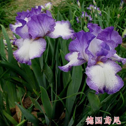 德国鸢尾价格-台安县超越花木培植园 