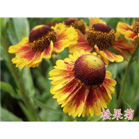 松果菊-台安县超越花木培植园